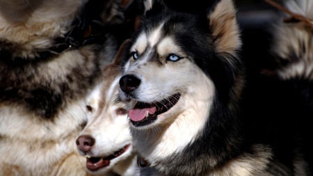 Siberian Huskies - beauty, blue eyes, smart, black, gentle, white, brown, grey, red, beautiful, huskies, husky, companions, canine, siberian huskies