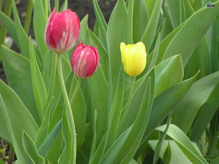 Tulips - nature, beautiful, tulips, colors, flowers