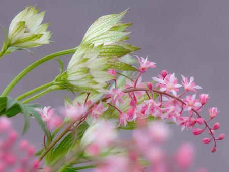 Astrantia - flowers, nature, beautiful, colors, pink