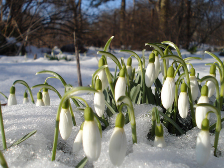 Flowers winter - flowers, white, winter, nature, beautiful, iced