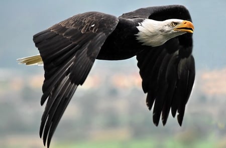 eagle - eagle, birds, wild, fly