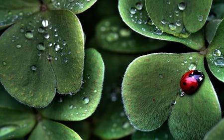 Ladybug - red, green, ladybug, insect, grass, clover, animals