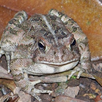 Frog in my yard