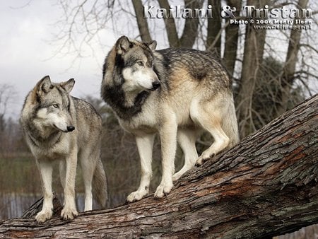 2 Alpha Wolves Standing On A Log - logs, male wolves, dogs, grey wolves, alpha wolves, animals, wolves