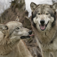 Kailani Greeting Tristan