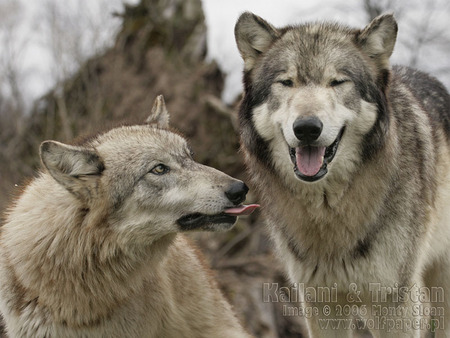 Kailani Greeting Tristan - wolves, wolves in spring, greeting, wolves licking, grey wolves