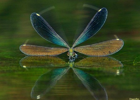 Dragonfly - bug, water, beautiful, wings