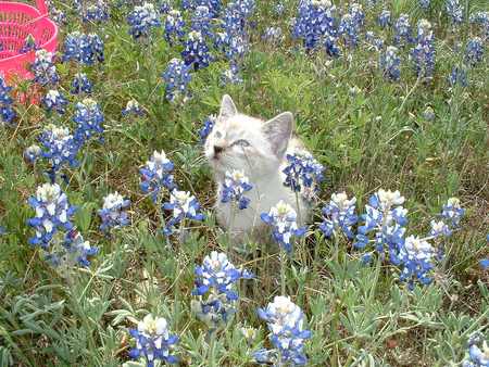 Spring Kitty - kitty, little, flowers, field, spring, white grey