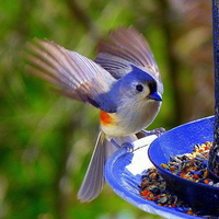 Lovely blue bird