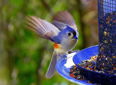 Lovely blue bird - bird, grains, trees, blue, take, lovely