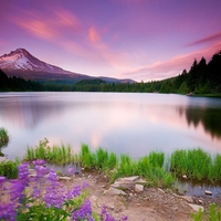 Purple Landscape