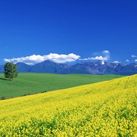 Yellow Spring Landscape