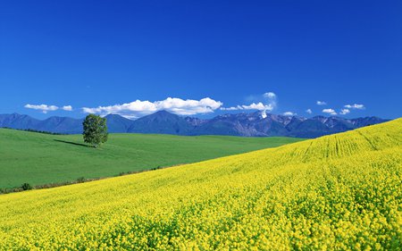 Yellow Spring Landscape - fields, mountains, nature, yellow, beautiful, clouds, blue, sunny, tree, flowers, landscapes