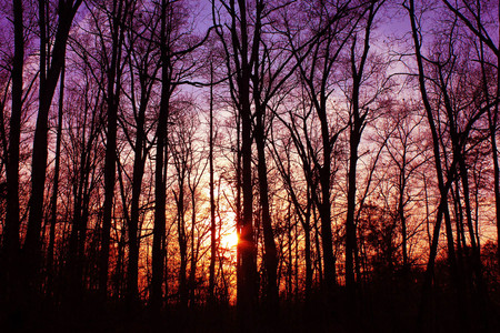 Beauty's Forest - trees, branches, branch, scenery, beautiful, photography, scenic, widescreen, dawn, dusk