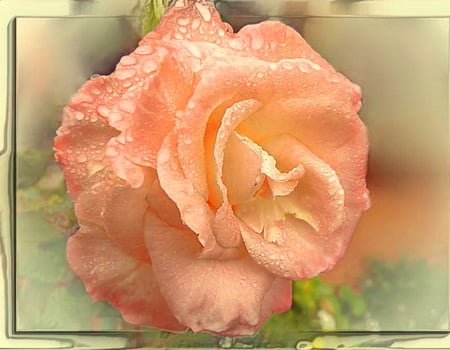 Dew upon the petals - coral, green, rose, flower, dew drops