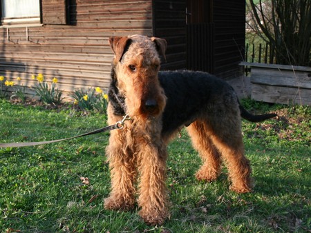 Airedale Terrier - dogs, terrier, nice, airedale