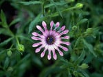 South African Daisy