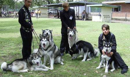 Alaskan Malamute - gfj, jil, ghj