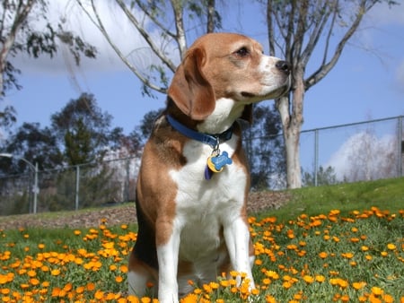 Beagle - ers, g, hj