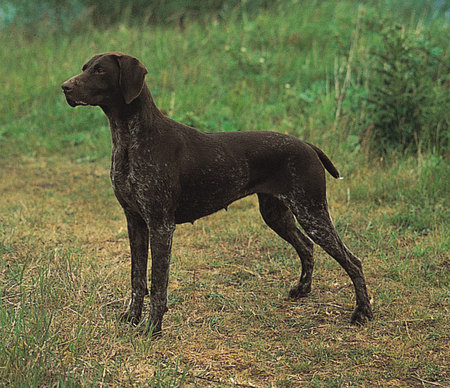 German Shorthaired Pointer - dsfgh, fgj, dfgh