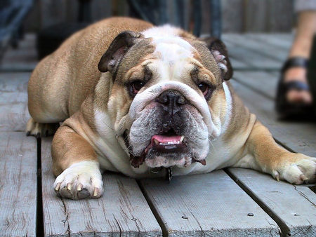 English Bulldog