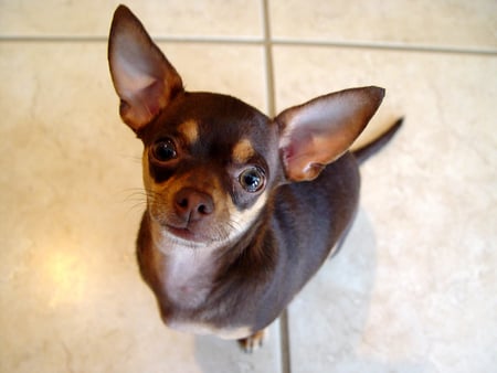 Chihuahua