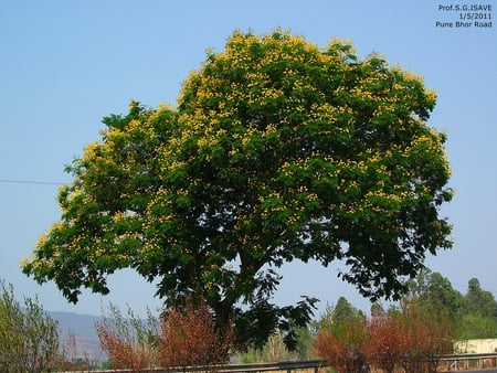 Flowers in Summer - neera river, bhor, pune tourism, bhatghar, trees in india, sahyadri