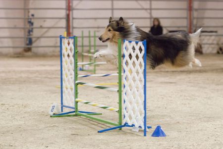 Rough Collie - dfh, gh, fcgh