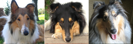 Rough Collie