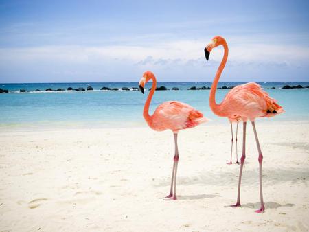 Greater-Flamingoe - twin, sky, flamingoe, beach, animals, beautiful, clouds, red, blue, birds