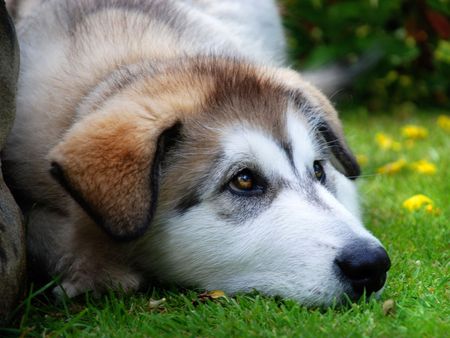 Am I grounded? - image, ears, eyes, dog, grass, photo, animal, picture, grounded, sitting, puppy look, wall, wallpaper