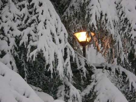 Zemunski Kej - morning, pine tree, tree, snow