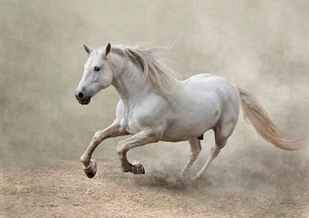 In The Arena - dust, spanish, grey, horses, mist, andalusian