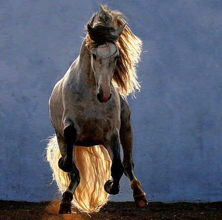 Gladiator - horses, andalusian, spanish, grey