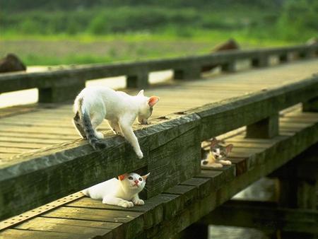 Playtime - three, bridge, playing, cats