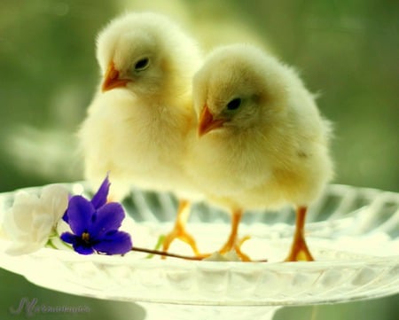 Soft And Fluffy - fuzzy, yellow, soft, chicks, baby chickens, violet, flower, birdbath