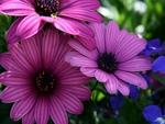 Purple & Pink Flowers