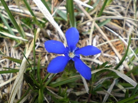 Hello, Little Flower! - flower, little, hello, beautiful, blue