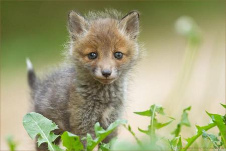 little fox - fox, cub, little, wild