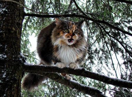 wild cat - nature, cat, animals, wild