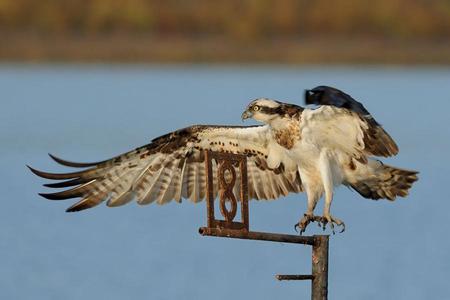 hawk - hawk, nature, bird, wild