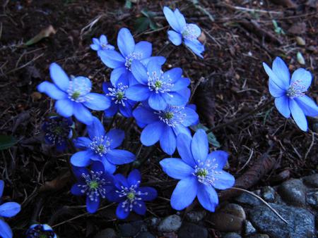 Blue Flowers - nature, flori, beautiful, albastre, blue, flowers