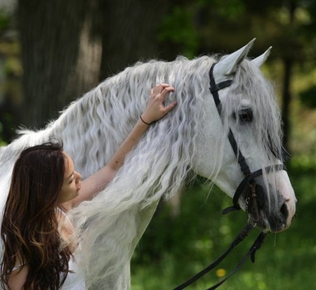 Cuddlings - horses, white, grey, cuddlings, cuddle, andalusian