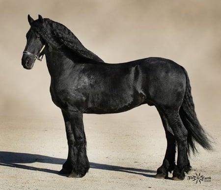 Proud Pose - dutch, black, friesian, horses