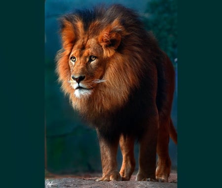 Truly the King - male, mane, lion, king, power, hunter, strength