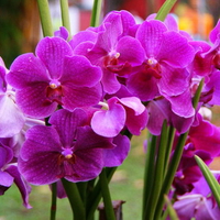 Purple Orchids