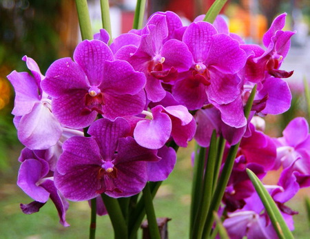 Purple Orchids - nice, orchids, purple, plant, leaves, field, flowers, wonderful