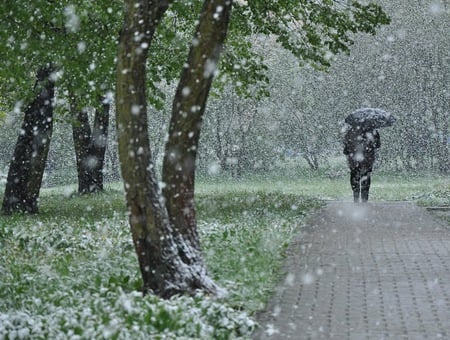 A Cold Walk - snow, cold, winter, tree