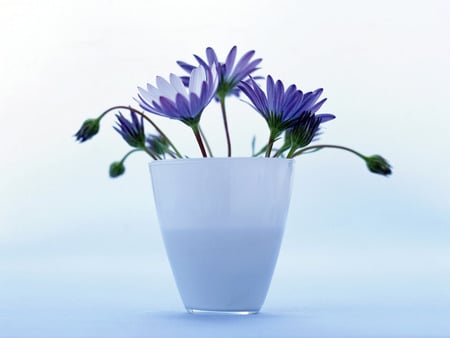 Blue blossoms - pretty, petals, blue, blooms, flowers, frosted, vase