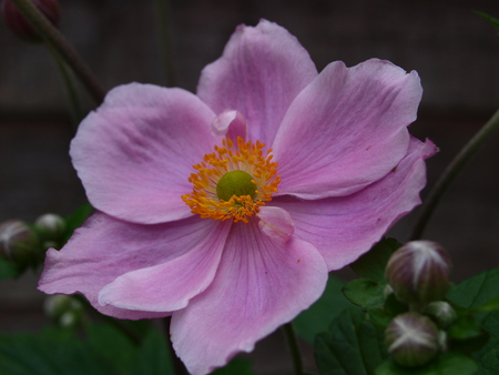 pink flower - flower, pink, nature, green